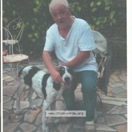 Photo 1/1 papy Chien perdu à Toulon