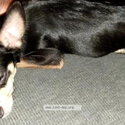 Photo 1/1 Princess Chien perdu à San antonio