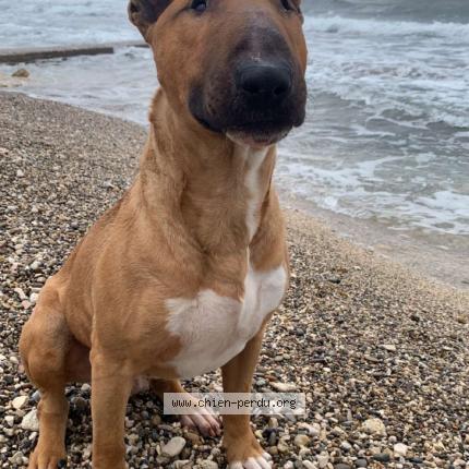 Photo de chien perdu à Pierrevert