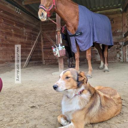 Photo 1/1 TORVI Chien perdu à Poucharramet