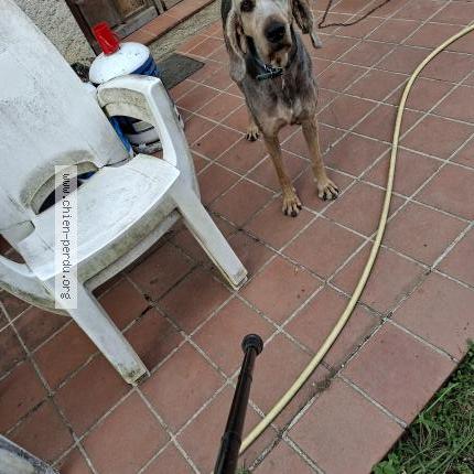 Photo de chien perdu à Saint Jean De Verges