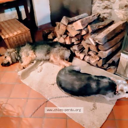 Photo de chien perdu à Saint Jean De Verges