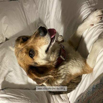 Photo 1/1 Chien retrouvé Trouvé à La croix valmer