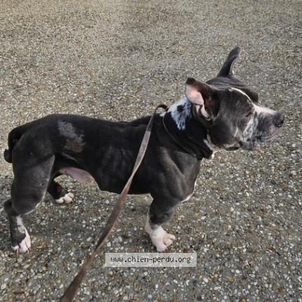 Photo 1/1 Chien trouvé Trouvé à Chef