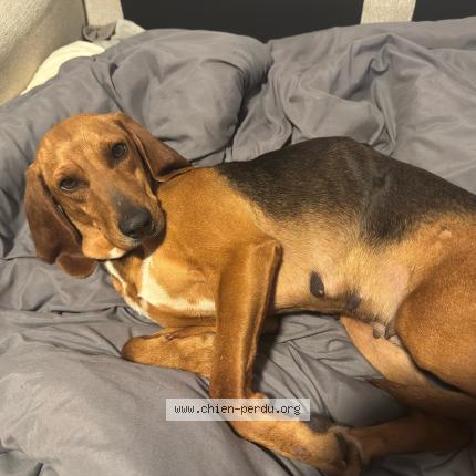 Photo 2/3 Chien trouvé Trouvé à Vitrolles