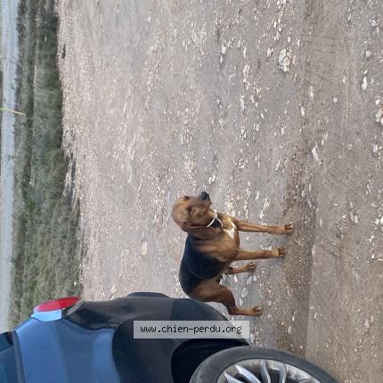 Photo 3/3 Chien trouvé Trouvé à Vitrolles