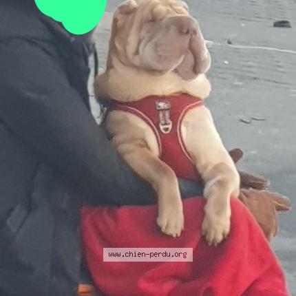 Photo 1/1 Chien trouvé Trouvé à Paris