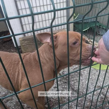 Photo 1/1 Chien trouvé Trouvé à Sollies pont