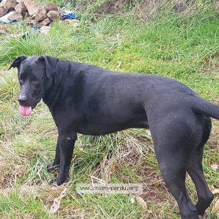 Photo 1/1 Chien retrouvé Perdu à Prunet