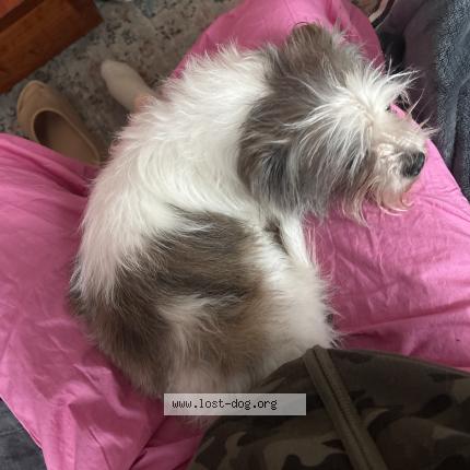 Photo de chien trouvé à St Louis