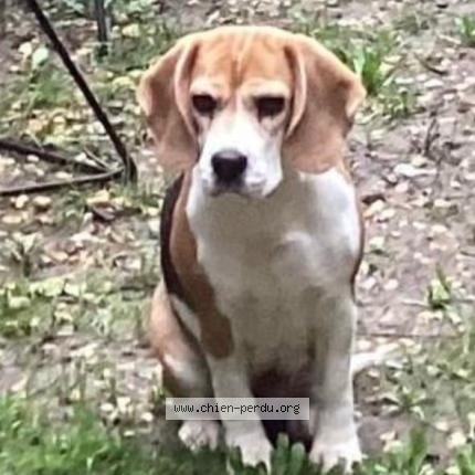 Photo de chien perdu à Bernis