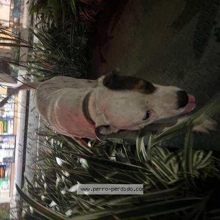 Photo de chien trouvé à Penonome