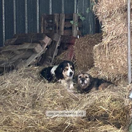 Photo 1/1 Chien retrouvé Trouvé à Garies