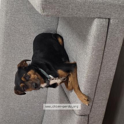 Photo 1/1 Chien retrouvé Trouvé à Rivesaltes