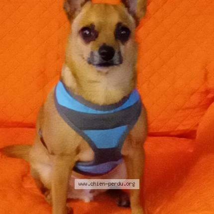 Photo 1/1 Chien retrouvé Perdu à Tulle