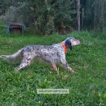 Photo 1/1 Chien retrouvé Perdu à Fougerolles le chateau
