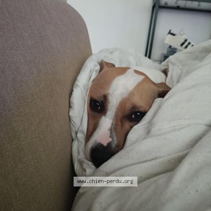 Photo 1/1 Reed Chien perdu à La roche sur yon