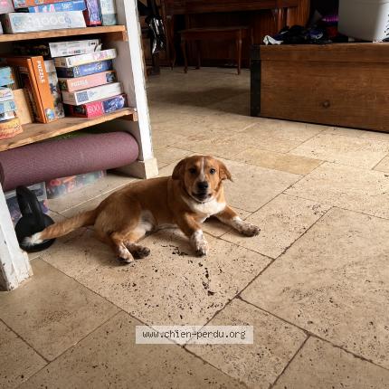 Photo 1/1 Chien trouvé Trouvé à Nantes