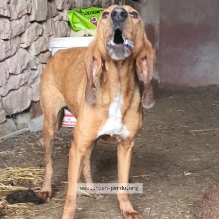 Photo 1/1 Chien trouvé Trouvé à Servanac