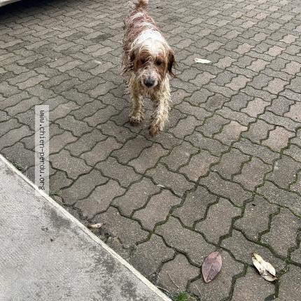 Photo 1/2 Jackass Chien perdu à Cannet