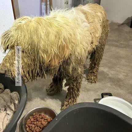 Photo 2/2 Jackass Chien perdu à Cannet