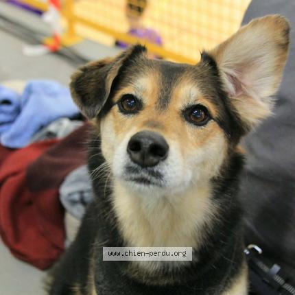 Photo de chien perdu à Nancy