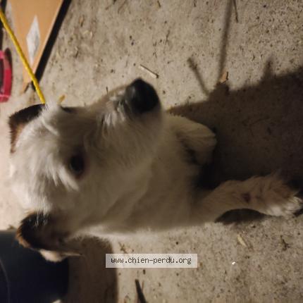 Photo de chien trouvé à Maisdon Sur Sevre