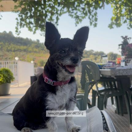 Photo de chien perdu à Thiais