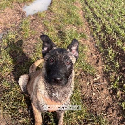 Photo de chien perdu à Courmemin