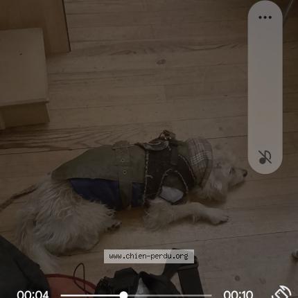 Photo 1/1 Pekeles Chien perdu à Strasbourg