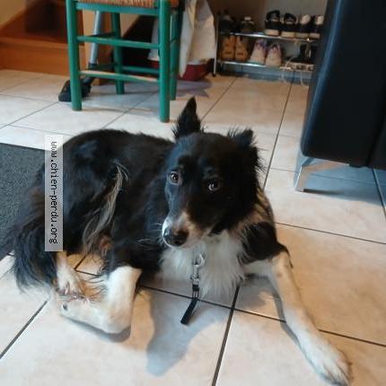 Photo 1/1 Chien trouvé Trouvé à Guichen