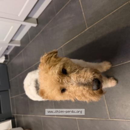 Photo 1/1 Chien retrouvé Perdu à Grillon