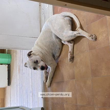 Photo 1/1 Chien retrouvé Perdu à Gigean