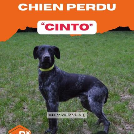 Photo 1/1 Chien retrouvé Perdu à D huison longueville