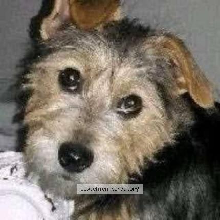 Photo 1/1 MISHKA Chien perdu à Cavaillon
