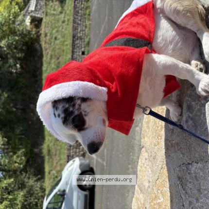 Photo 1/1 Chien retrouvé Perdu à Mende