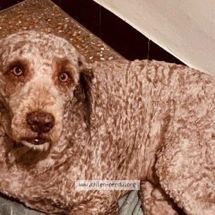 Photo 1/1 Nouki Chien perdu à Taillades cavaillon 84300