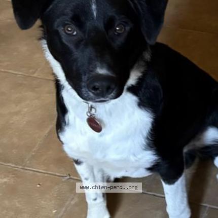 Photo 1/1 Vauban Chien perdu à Greasque