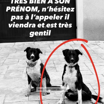 Photo 1/1 VAUBAN Chien perdu à Greasque