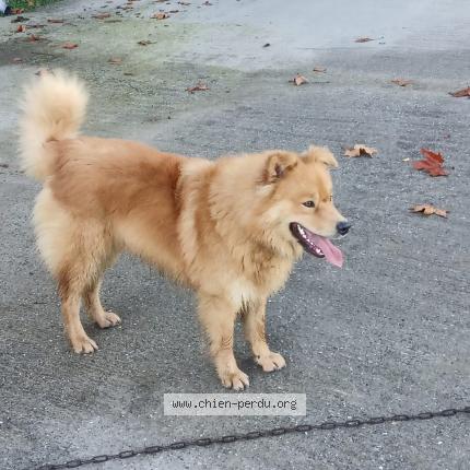 Photo 1/1 Chien retrouvé Perdu à Arbouet