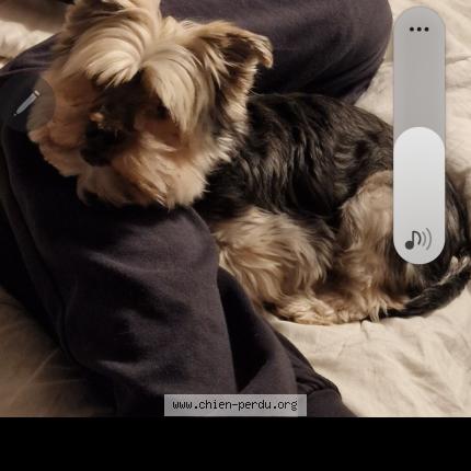 Photo 1/1 Hercule Chien perdu à Pechbonnieu