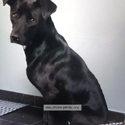 Photo 1/1 Chien retrouvé Perdu à Anglade