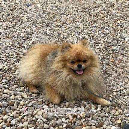 Photo 1/1 Biscotte Chien perdu à Longpont sur orge