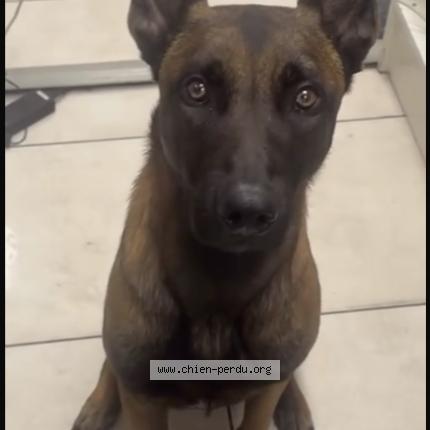 Photo 1/1 Prince Chien perdu à Villetaneuse