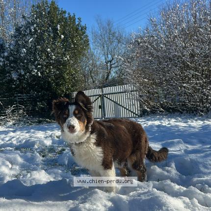 Photo 1/1 Chien retrouvé Perdu à Pamplie