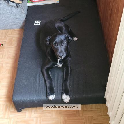 Photo 1/1 Onyx Chien perdu à Rainvillers