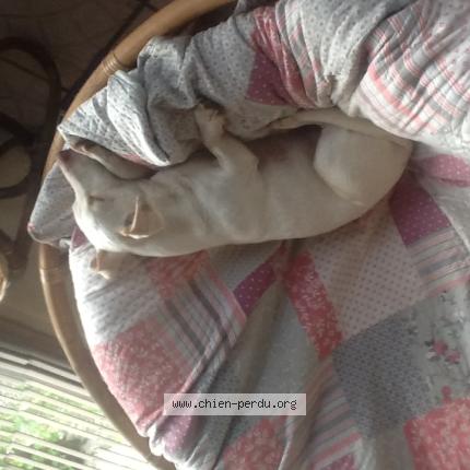 Photo 1/1 Susan Stones Chien perdu à Doudrac