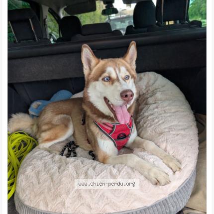 Photo 1/1 Chien retrouvé Perdu à Vibraye