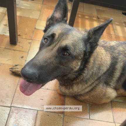 Photo 1/1 Sisko Chien perdu à Longages