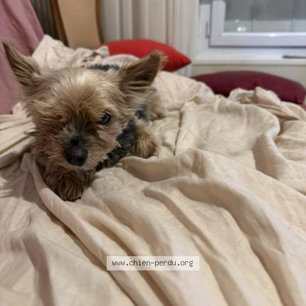 Photo 1/1 Titi Chien perdu à Bretigny sur orge